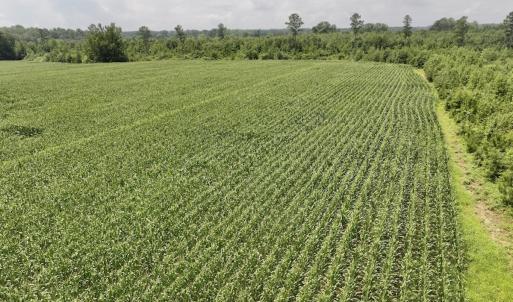 Photo #18 of Off of Hwy 561, Halifax, NC 24.5 acres
