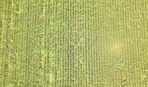 Photo #19 of Off of Hwy 561, Halifax, NC 24.5 acres