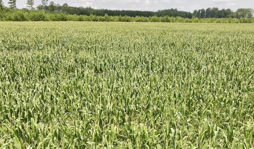 Photo #20 of Off of Hwy 561, Halifax, NC 24.5 acres