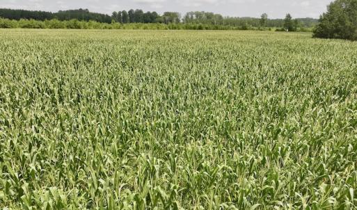 Photo #21 of Off of Hwy 561, Halifax, NC 24.5 acres