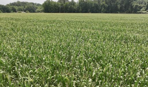 Photo #22 of Off of Hwy 561, Halifax, NC 24.5 acres