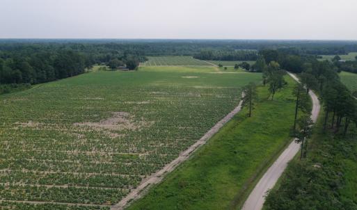 Photo #7 of Off of Black Creek Rd, Nichols, SC 72.5 acres
