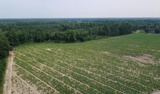 Photo #8 of Off of Black Creek Rd, Nichols, SC 72.5 acres
