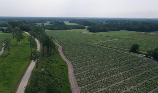 Photo #9 of Off of Black Creek Rd, Nichols, SC 72.5 acres