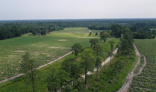 Photo #11 of Off of Black Creek Rd, Nichols, SC 72.5 acres