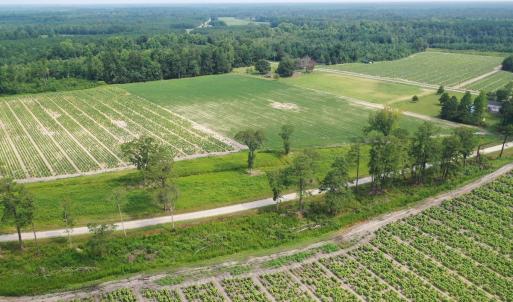 Photo #12 of Off of Black Creek Rd, Nichols, SC 72.5 acres