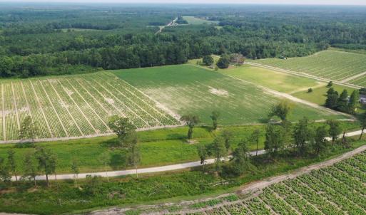 Photo #13 of Off of Black Creek Rd, Nichols, SC 72.5 acres