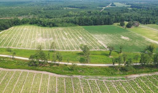 Photo #14 of Off of Black Creek Rd, Nichols, SC 72.5 acres
