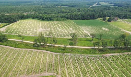 Photo #15 of Off of Black Creek Rd, Nichols, SC 72.5 acres