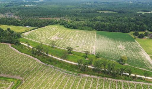 Photo #16 of Off of Black Creek Rd, Nichols, SC 72.5 acres