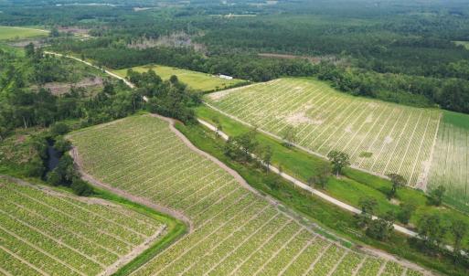 Photo #17 of Off of Black Creek Rd, Nichols, SC 72.5 acres