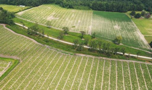 Photo #18 of Off of Black Creek Rd, Nichols, SC 72.5 acres