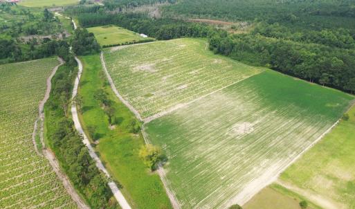 Photo #19 of Off of Black Creek Rd, Nichols, SC 72.5 acres