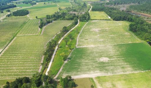 Photo #22 of Off of Black Creek Rd, Nichols, SC 72.5 acres