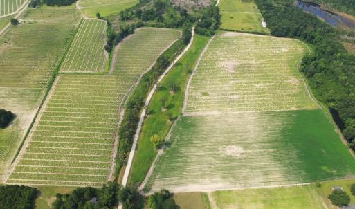 Photo #23 of Off of Black Creek Rd, Nichols, SC 72.5 acres