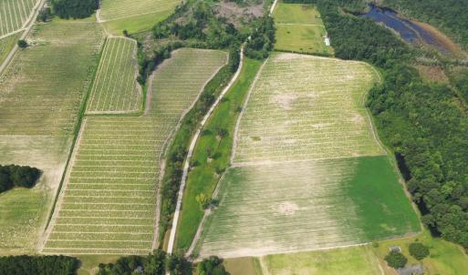 Photo #24 of Off of Black Creek Rd, Nichols, SC 72.5 acres