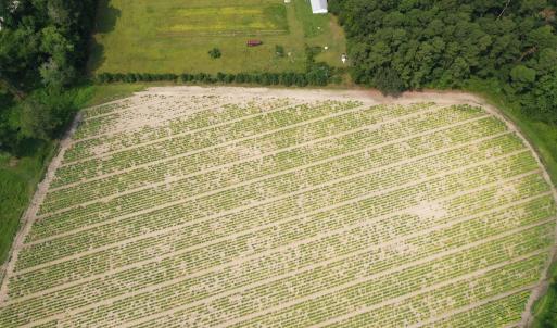 Photo #27 of Off of Black Creek Rd, Nichols, SC 72.5 acres