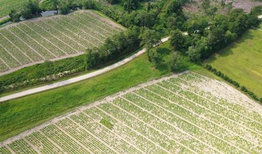 Photo #32 of Off of Black Creek Rd, Nichols, SC 72.5 acres