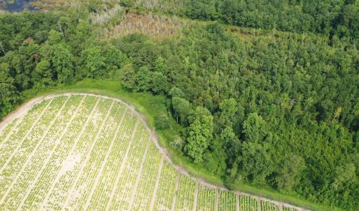 Photo #33 of Off of Black Creek Rd, Nichols, SC 72.5 acres