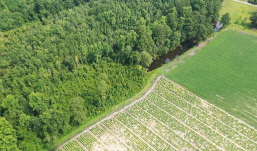 Photo #34 of Off of Black Creek Rd, Nichols, SC 72.5 acres