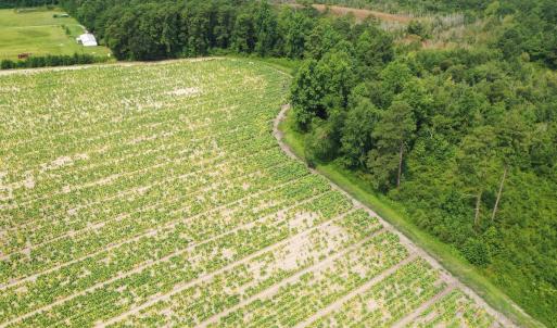 Photo #37 of Off of Black Creek Rd, Nichols, SC 72.5 acres