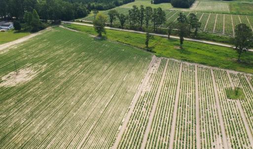 Photo #39 of Off of Black Creek Rd, Nichols, SC 72.5 acres