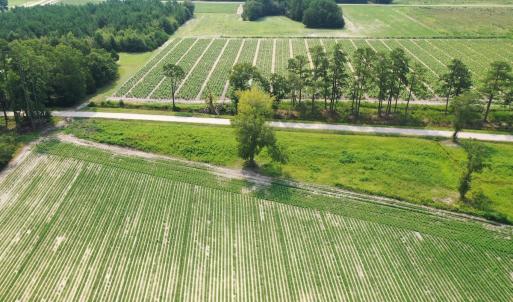 Photo #40 of Off of Black Creek Rd, Nichols, SC 72.5 acres