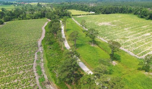 Photo #42 of Off of Black Creek Rd, Nichols, SC 72.5 acres