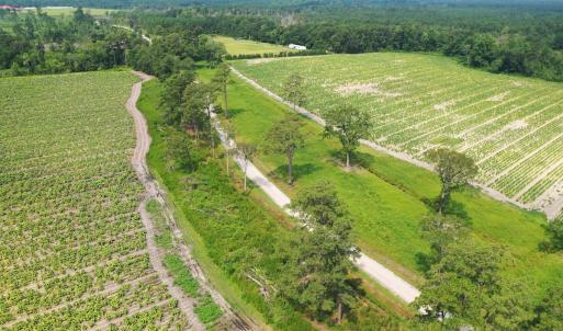 Photo #44 of Off of Black Creek Rd, Nichols, SC 72.5 acres