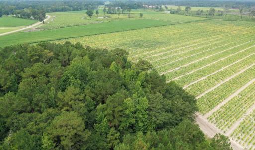 Photo #4 of Off of Shelley Ln, Nichols, SC 35.7 acres