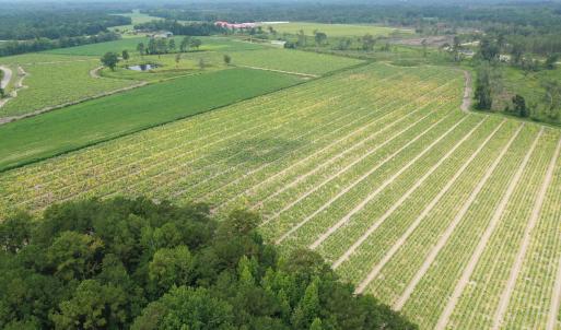 Photo #5 of Off of Shelley Ln, Nichols, SC 35.7 acres