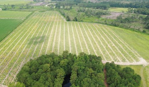 Photo #6 of Off of Shelley Ln, Nichols, SC 35.7 acres