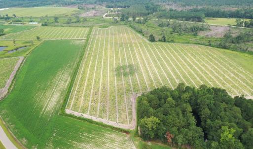 Photo #7 of Off of Shelley Ln, Nichols, SC 35.7 acres
