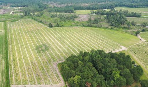 Photo #8 of Off of Shelley Ln, Nichols, SC 35.7 acres