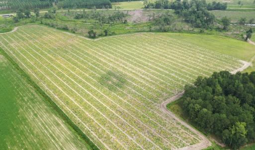 Photo #9 of Off of Shelley Ln, Nichols, SC 35.7 acres