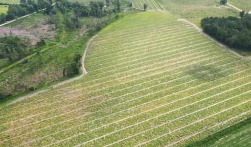 Photo #12 of Off of Shelley Ln, Nichols, SC 35.7 acres