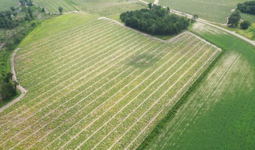 Photo #13 of Off of Shelley Ln, Nichols, SC 35.7 acres