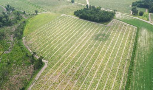 Photo #15 of Off of Shelley Ln, Nichols, SC 35.7 acres