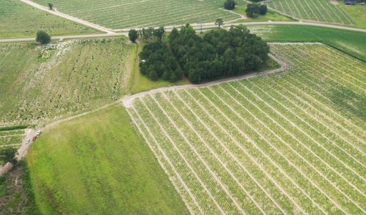 Photo #17 of Off of Shelley Ln, Nichols, SC 35.7 acres