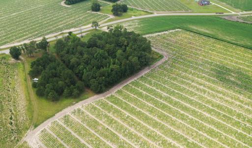 Photo #18 of Off of Shelley Ln, Nichols, SC 35.7 acres