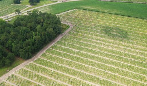 Photo #19 of Off of Shelley Ln, Nichols, SC 35.7 acres