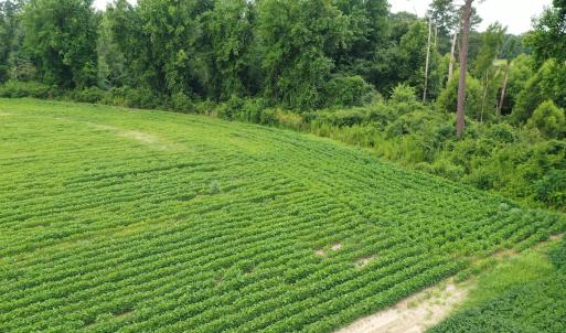 Photo #11 of Off of Beth Ln, Nichols, SC 45.5 acres