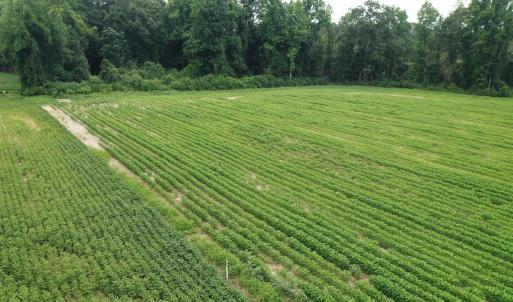 Photo #13 of Off of Beth Ln, Nichols, SC 45.5 acres