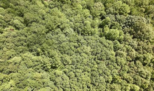 Photo #15 of Lot 3 Mobley Rd, Lucama, NC 15.8 acres