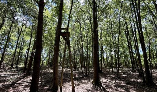 Photo #16 of Lot 3 Mobley Rd, Lucama, NC 15.8 acres