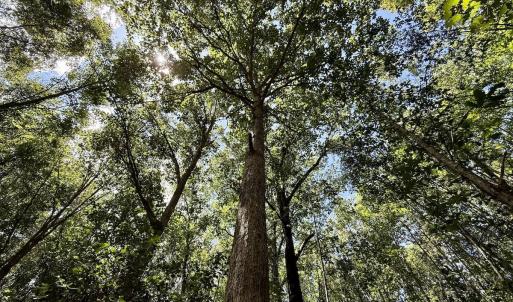 Photo #17 of Lot 3 Mobley Rd, Lucama, NC 15.8 acres