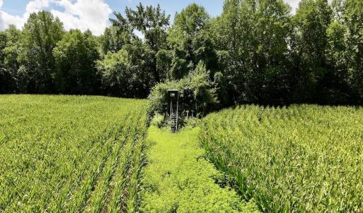 Photo #20 of Lot 3 Mobley Rd, Lucama, NC 15.8 acres