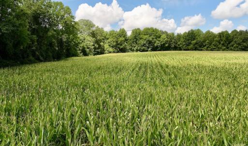 Photo #22 of Lot 3 Mobley Rd, Lucama, NC 15.8 acres