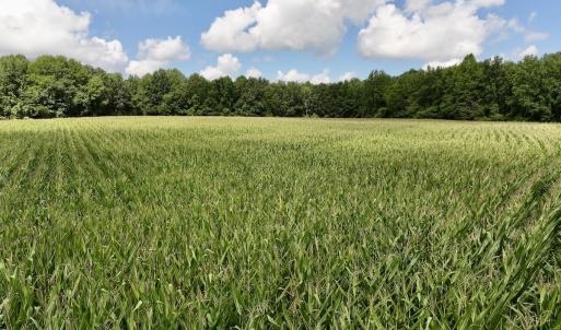 Photo #23 of Lot 3 Mobley Rd, Lucama, NC 15.8 acres