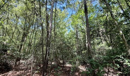 Photo #25 of Lot 3 Mobley Rd, Lucama, NC 15.8 acres